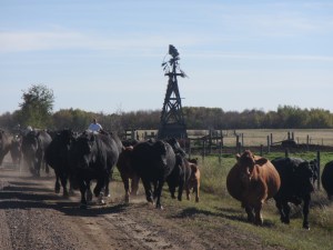 Cattle drive 4