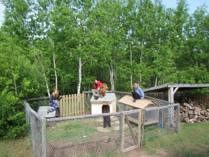 Kids on dog houses